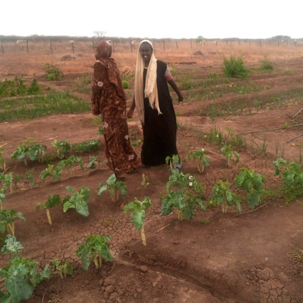 Water Warriors, vegetable gardens