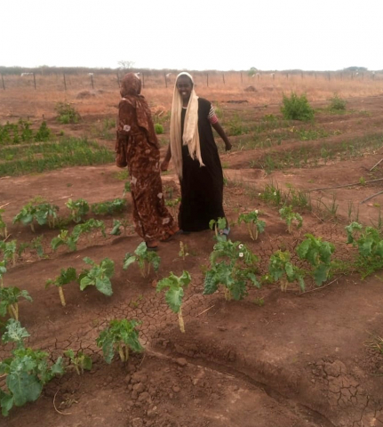 Water Warriors, vegetable gardens